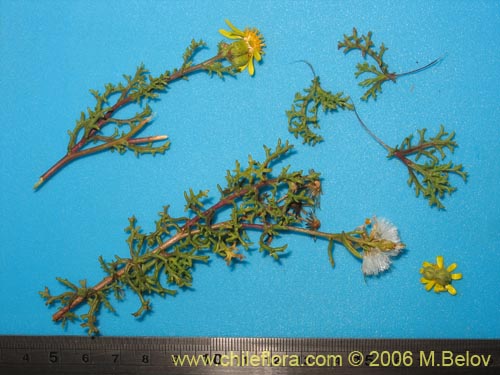 Image of Senecio sp. #1606 (). Click to enlarge parts of image.