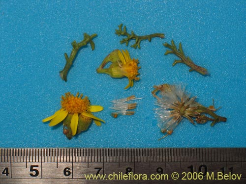 Image of Senecio sp. #1606 (). Click to enlarge parts of image.