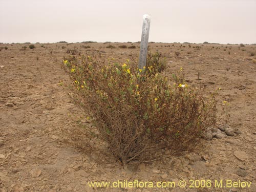 Image of Senecio sp. #1606 (). Click to enlarge parts of image.