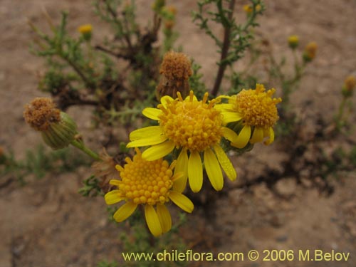 Image of Senecio sp. #1606 (). Click to enlarge parts of image.