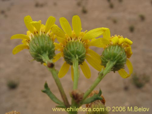 Imágen de Senecio sp. #1606 (). Haga un clic para aumentar parte de imágen.