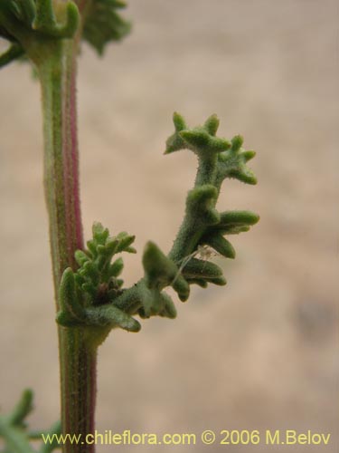 Imágen de Senecio sp. #1606 (). Haga un clic para aumentar parte de imágen.