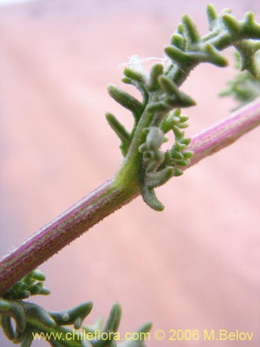 Imágen de Senecio sp. #1606 (). Haga un clic para aumentar parte de imágen.