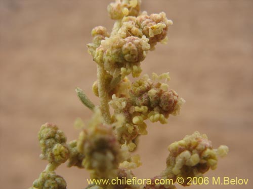 Image of Atriplex sp. #1608 (). Click to enlarge parts of image.