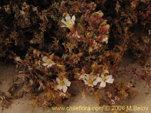 Frankenia sp. #1605의 사진