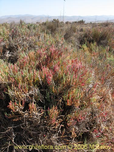 Sarcocornia fruticosa的照片