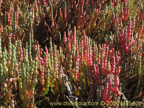 Sarcocornia fruticosa的照片