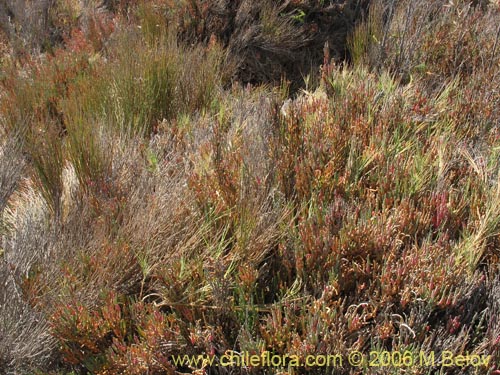 Sarcocornia fruticosa的照片