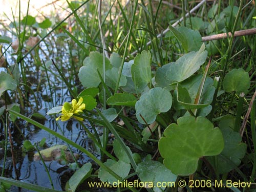 Image of Ranunculus cymbalaria (Oreja de gato / Botón de oro). Click to enlarge parts of image.