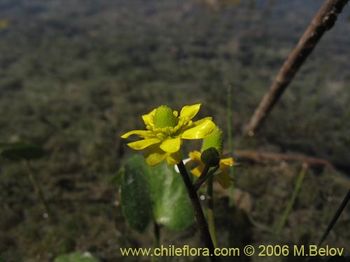 Image of Ranunculus cymbalaria (Oreja de gato / Botón de oro). Click to enlarge parts of image.