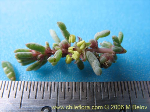 Bild von Suaeda foliosa (). Klicken Sie, um den Ausschnitt zu vergrössern.