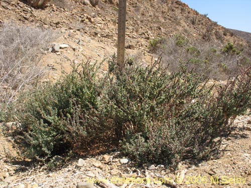 Bild von Suaeda foliosa (). Klicken Sie, um den Ausschnitt zu vergrössern.