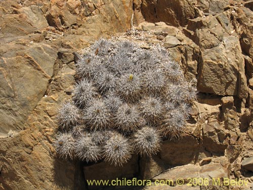 Copiapoa fiedlerianaの写真