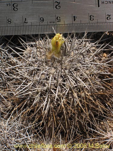 Copiapoa fiedlerianaの写真