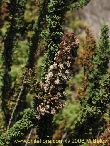 Image of Ophryosporus triangularis (). Click to enlarge parts of image.