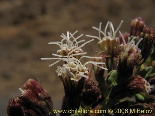 Image of Ophryosporus triangularis (). Click to enlarge parts of image.