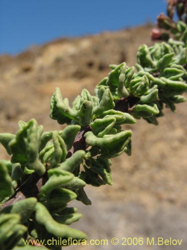 Image of Ophryosporus triangularis (). Click to enlarge parts of image.