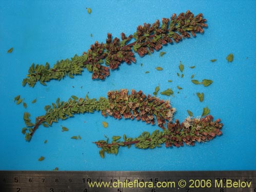 Image of Ophryosporus triangularis (). Click to enlarge parts of image.