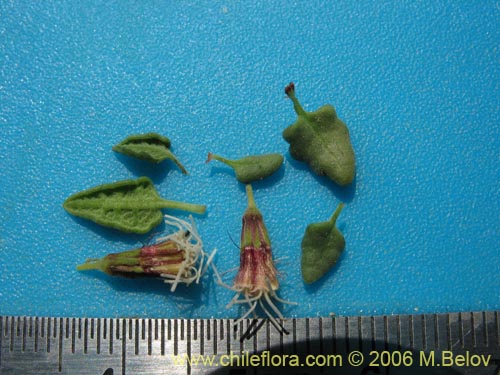 Bild von Ophryosporus triangularis (). Klicken Sie, um den Ausschnitt zu vergrössern.