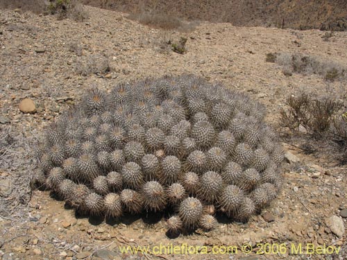 Image of Copiapoa dealbata (). Click to enlarge parts of image.