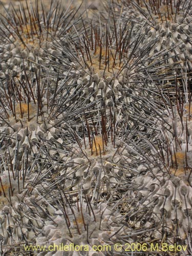 Image of Copiapoa dealbata (). Click to enlarge parts of image.