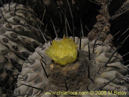 Image of Copiapoa dealbata (). Click to enlarge parts of image.