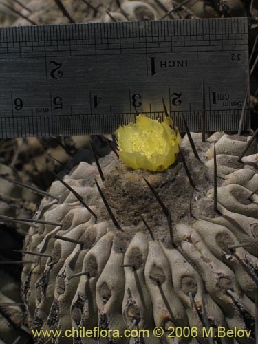 Image of Copiapoa dealbata (). Click to enlarge parts of image.