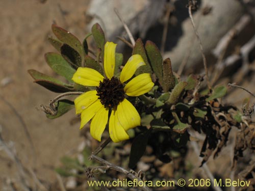 Image of Encelia canescens (Coronilla del fraile). Click to enlarge parts of image.