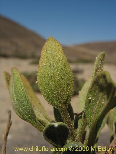 Image of Encelia canescens (Coronilla del fraile). Click to enlarge parts of image.