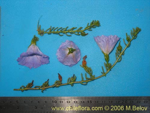 Nolana sp. #1603的照片