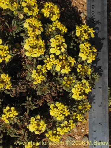 Image of Cruckshanksia montiana (). Click to enlarge parts of image.