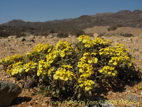 Image of Cruckshanksia montiana (). Click to enlarge parts of image.