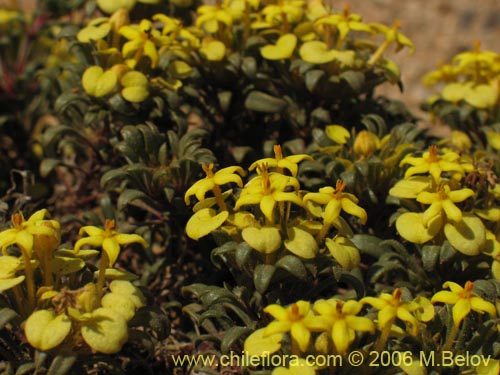 Image of Cruckshanksia montiana (). Click to enlarge parts of image.