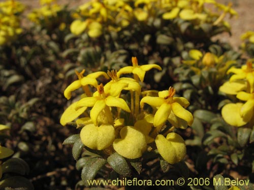 Image of Cruckshanksia montiana (). Click to enlarge parts of image.