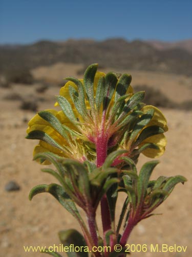 Image of Cruckshanksia montiana (). Click to enlarge parts of image.