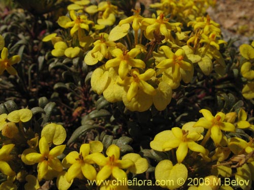 Bild von Cruckshanksia montiana (). Klicken Sie, um den Ausschnitt zu vergrössern.