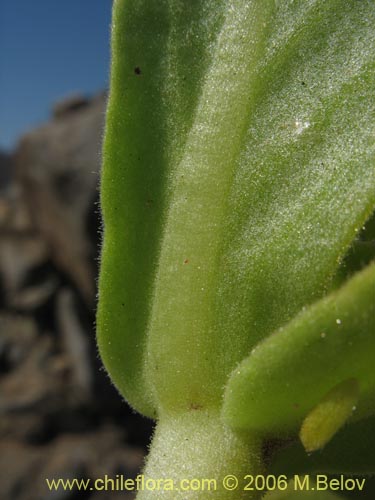 Image of Nolana rupicola (). Click to enlarge parts of image.