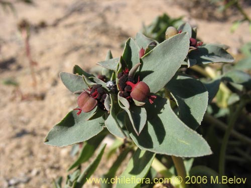 Image of Euphorbia thinophila (). Click to enlarge parts of image.