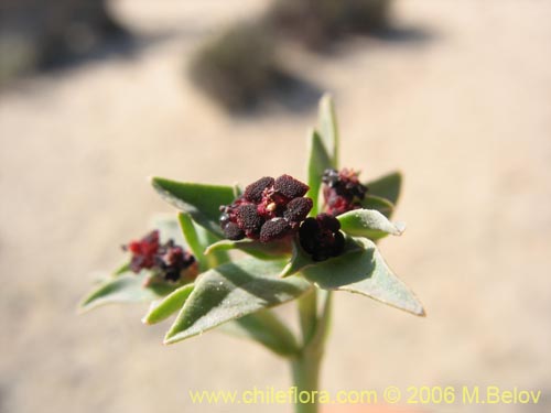 Image of Euphorbia thinophila (). Click to enlarge parts of image.