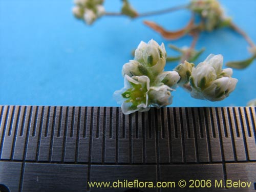 未確認の植物種 sp. #2387の写真