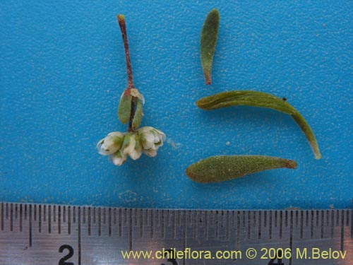 未確認の植物種 sp. #2387の写真