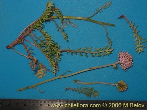 Bild von Polyachyrus sp. #1555 (Borlón de alforja). Klicken Sie, um den Ausschnitt zu vergrössern.