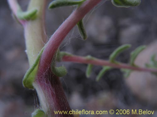 Bild von Polyachyrus sp. #1555 (Borlón de alforja). Klicken Sie, um den Ausschnitt zu vergrössern.