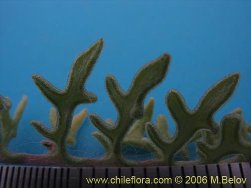 Bild von Polyachyrus sp. #1555 (Borlón de alforja). Klicken Sie, um den Ausschnitt zu vergrössern.