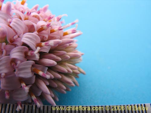 Bild von Polyachyrus sp. #1555 (Borlón de alforja). Klicken Sie, um den Ausschnitt zu vergrössern.