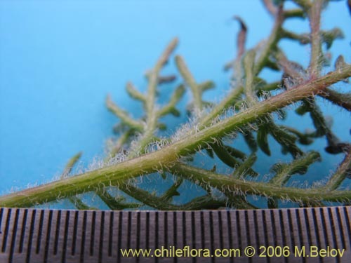 Bild von Argylia radiata (). Klicken Sie, um den Ausschnitt zu vergrössern.