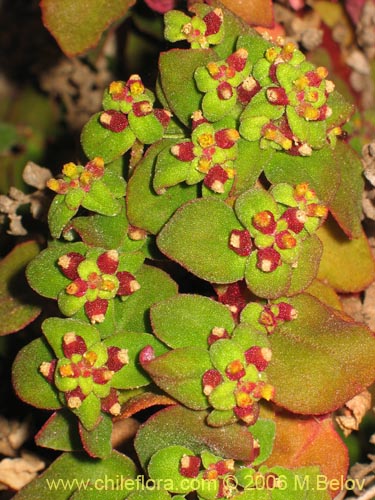 Tetragonia sp. #2386的照片