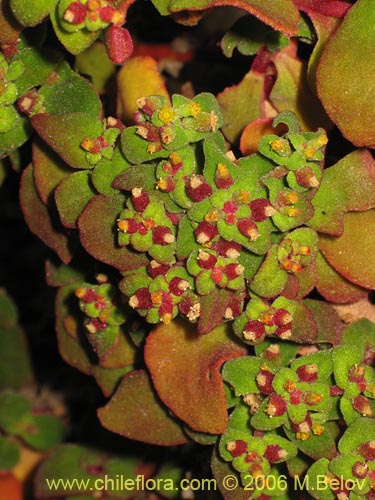 Tetragonia sp. #2386的照片