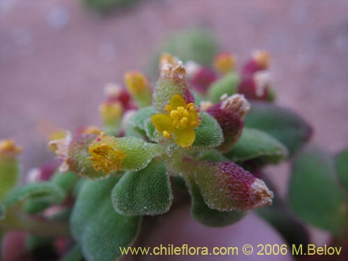 Tetragonia sp. #2386的照片