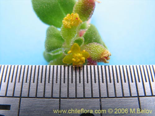 Tetragonia sp. #2386的照片